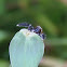 Jumping Spider