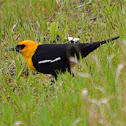 Yellow Headed BlackBird
