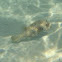 White-spotted Puffer