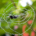 lobed orb weaver