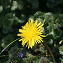 Dandelion