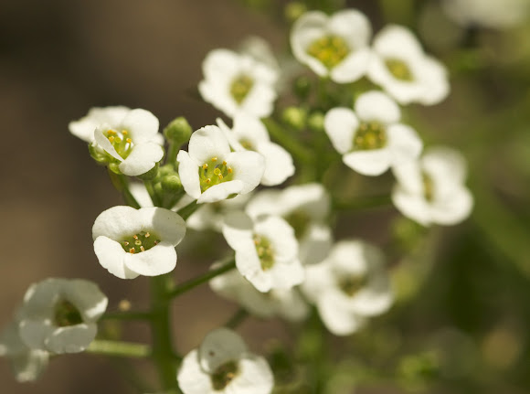 Spotting Image 1