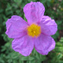 Cistus sp
