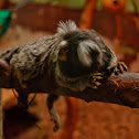 Common Marmoset