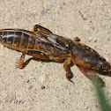European Mole Cricket