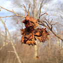 American Hazelnut