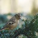 Common Chaffinch