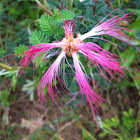 Fairy Duster