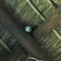 Wasp nest