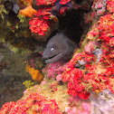 Murene, Muraena Helena
