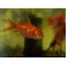 Paquete De 10 Peces Japoneses Peces Goldfish Pez