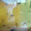 Tadpole