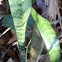 Mother-In-Law Plant