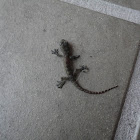 Unknown Lizard