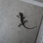 Unknown Lizard