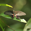 Common Mormon