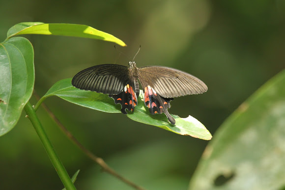 Spotting Image 1