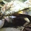 Frilled Dragon