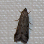 Moth