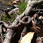 Banded watersnake