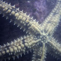 Starfish
