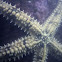 Starfish