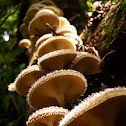 Fungus