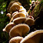 Fungus