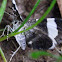 White-striped Black