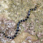 Yellow-lipped sea snake