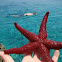 Red seastar
