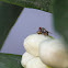 Muscid Fly eating Grass Fly