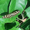 Zebra Longwing