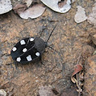 Seven-spotted or Indian Domino Cockroach