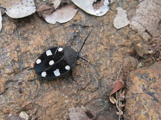 Spotting Image 1
