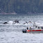 Humpback whale