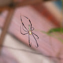 Golden silk orb-weaver