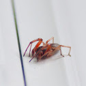 Dwarf Spider