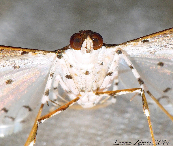 Bean Pod Borer Moth Project Noah