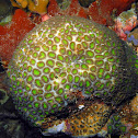 Knob Coral