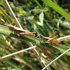 Common Field Grasshopper