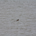 Pie-billed Grebe
