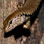 Barred-sided Skink