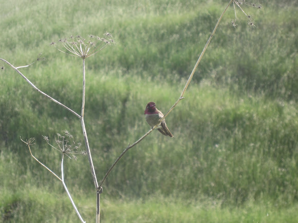 Spotting Image 1
