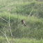 Anna's Hummingbird