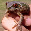 Natal Forest Treefrog
