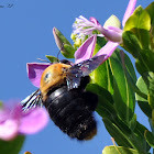 Giant Carpenter Bee