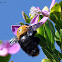 Giant Carpenter Bee