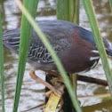 Green Heron