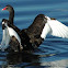 Black Swan 